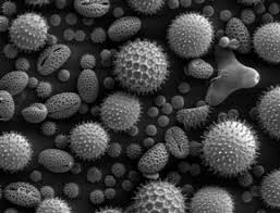Pollen eines Haselnussstrauches